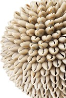 ML 855924 Sand shell ball white_Detail
