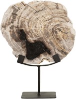 ML 890932 Statue Fossil_1