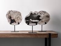 ML 890932 Statue Fossil_Sfeer Liggend
